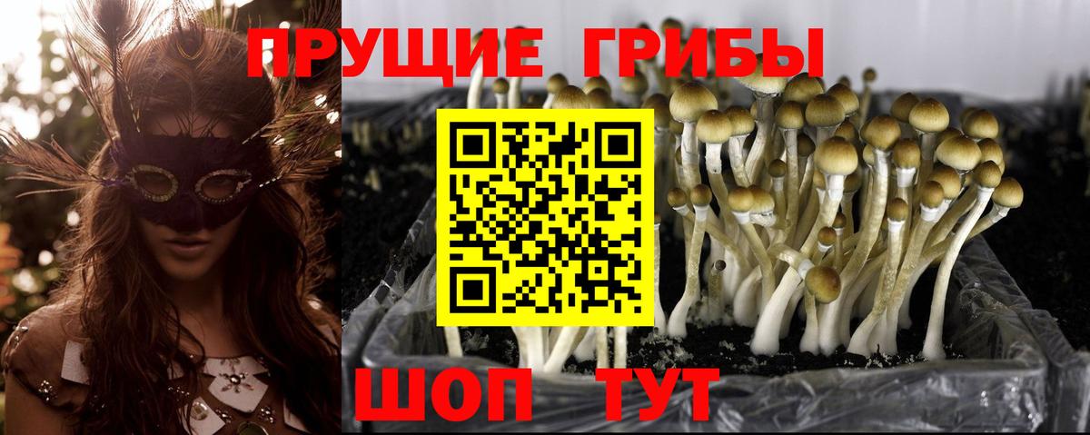 Киров  Галлюциногенные грибы GOLDEN TEACHER  Вход с VPN 